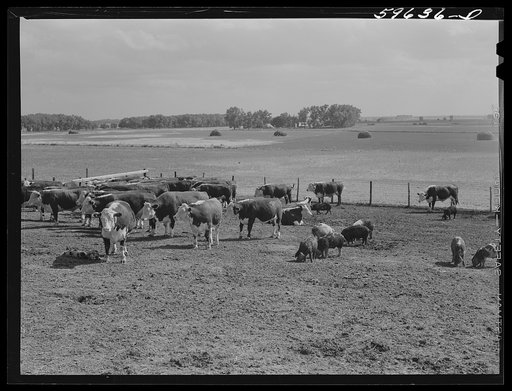 Hereford steers in feedlot on Tom Reed farm. They are fattened and ready for market. Mr. Reed said that all of the trees in the background had been planted by farmers and ranchers not very long ago as wind breakers. His mother told him that when his father first brought her there from Iowa she used 