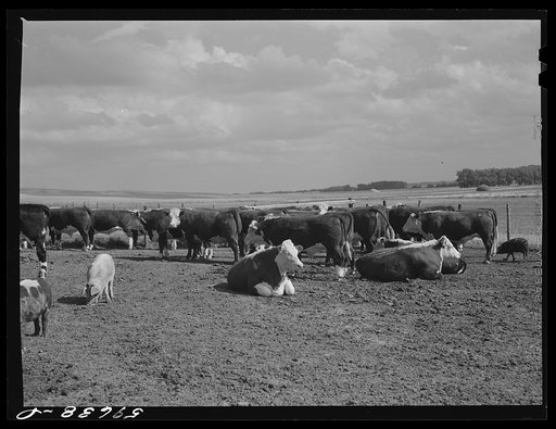 Hereford steers in feedlot on Tom Reed farm. They are fattened and ready for market. Mr. Reed said that all of the trees in the background had been planted by farmers and ranchers not very long ago as wind breakers. His mother told him that when his father first brought her there from Iowa she used 