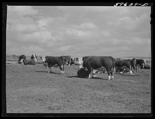 Hereford steers in feedlot on Tom Reed farm. They are fattened and ready for market. Mr. Reed said that all of the trees in the background had been planted by farmers and ranchers not very long ago as wind breakers. His mother told him that when his father first brought her there from Iowa she used 
