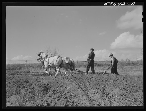 Hired help building a dam for a reservoir to water cattle and livestock on Tom Reed farm. Lexington, Nebraska