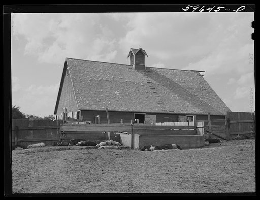 Barn and feeding pens and troughs on Tom Reed farm. Lexington, Nebraska