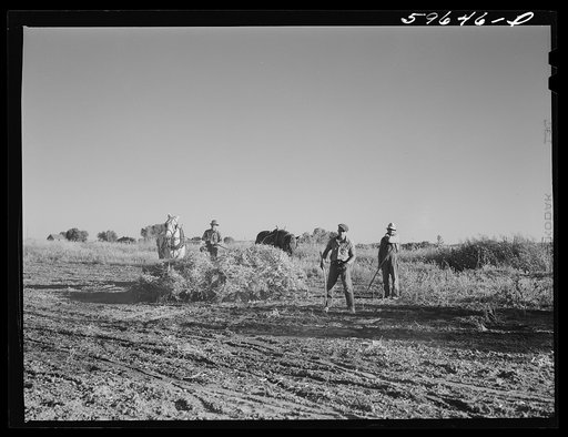 Untitled photo, possibly related to: Threshing beans in the North Platte River Valley, Nebraska