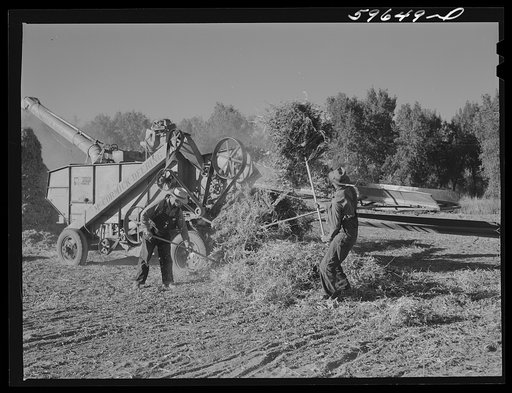 Threshing beans in the North Platte River Valley, Nebraska