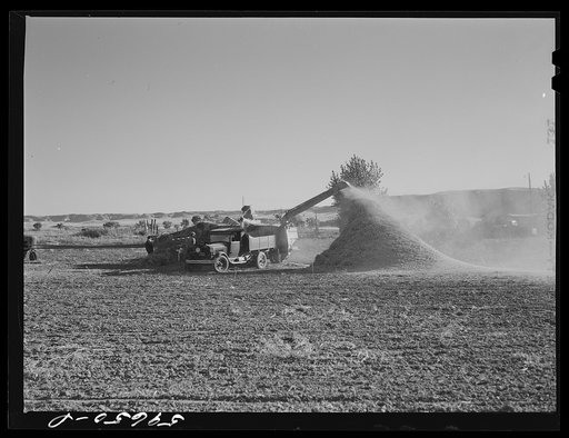 Threshing beans in the North Platte River Valley, Nebraska
