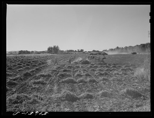 Untitled photo, possibly related to: Threshing beans in the North Platte River Valley, Nebraska