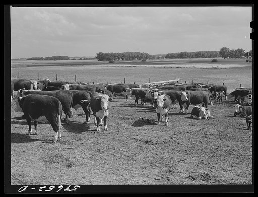 Untitled photo, possibly related to: Hereford steers in feedlot on Tom Reed farm. They are fattened and ready for market. Mr. Reed said that all of the trees in the background had been planted by farmers and ranchers not very long ago as wind breakers. His mother told him that when his father first 