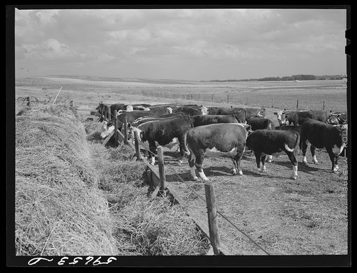 Hereford steers in feedlot on Tom Reed farm. They are fattened and ready for market. Mr. Reed said that all of the trees in the background had been planted by farmers and ranchers not very long ago, as wind breakers. His mother told him that when his father first brought her there from Iowa she use 