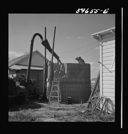 Untitled photo, possibly related to: Co-op members filling a home-made silo with corn. Two Rivers Non-Stock Cooperative Company. Waterloo, Nebraska