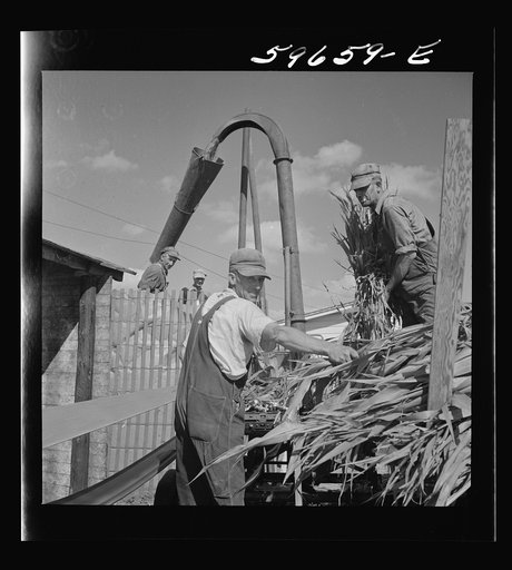 Co-op members filling a home-made silo with corn. Two Rivers Non-Stock Cooperative Company. Waterloo, Nebraska