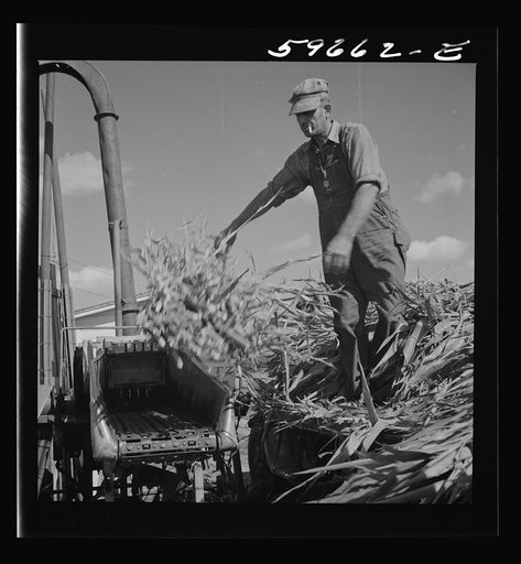 Untitled photo, possibly related to: Co-op members filling a home-made silo with corn. Two Rivers Non-Stock Cooperative Company. Waterloo, Nebraska