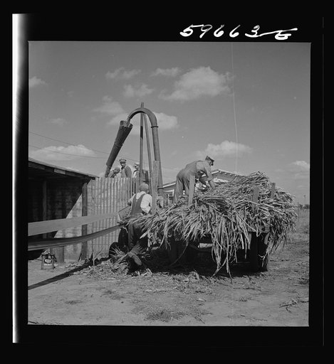 Co-op members filling a home-made silo with corn. Two Rivers Non-Stock Cooperative Company. Waterloo, Nebraska