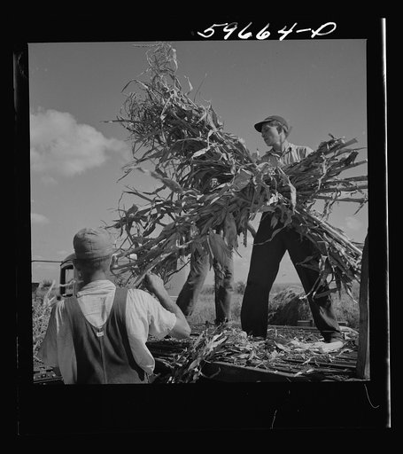 Co-op members filling a home-made silo with corn. Two Rivers Non-Stock Cooperative Company. Waterloo, Nebraska