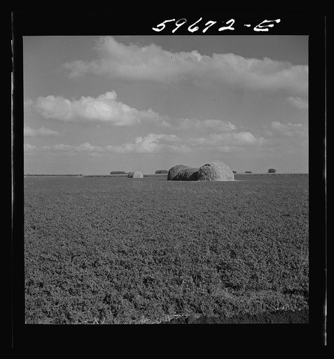 Field of alfalfa for hay. Two Rivers Non-Stock Cooperative Company, Waterloo, Nebraska. FSA (Farm Security Administration)
