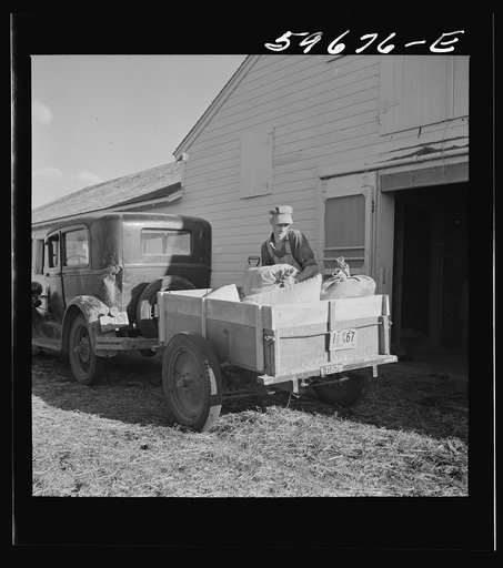 Henry Harringer, in charge of purchasing and marketing enterprise, delivering ground feed at dairy barn. Two Rivers Non-Stock Cooperative Company, FSA (Farm Security Administration) co-op. Waterloo, Nebraska