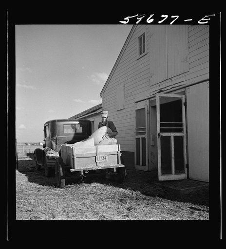 Untitled photo, possibly related to: Henry Harringer, in charge of purchasing and marketing enterprise, delivering ground feed at dairy barn. Two Rivers Non-Stock Cooperative Company, FSA (Farm Security Administration) co-op. Waterloo, Nebraska