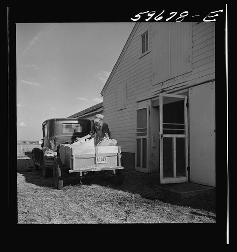 Untitled photo, possibly related to: Henry Harringer, in charge of purchasing and marketing enterprise, delivering ground feed at dairy barn. Two Rivers Non-Stock Cooperative Company, FSA (Farm Security Administration) co-op. Waterloo, Nebraska