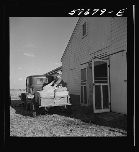 Untitled photo, possibly related to: Henry Harringer, in charge of purchasing and marketing enterprise, delivering ground feed at dairy barn. Two Rivers Non-Stock Cooperative Company, FSA (Farm Security Administration) co-op. Waterloo, Nebraska