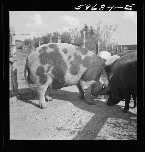 Poland China boar on Tom Reed farm. Lexington, Nebraska