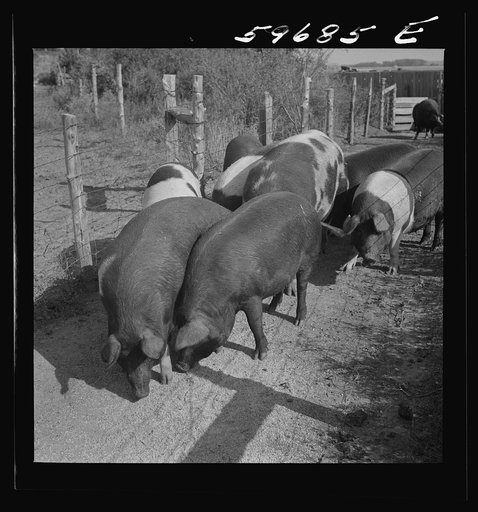 Untitled photo,  possibly related to: Hogs raised on Reed farm. Lexington, Nebraska