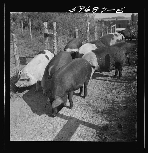 Hogs raised on Reed farm. Lexington, Nebraska