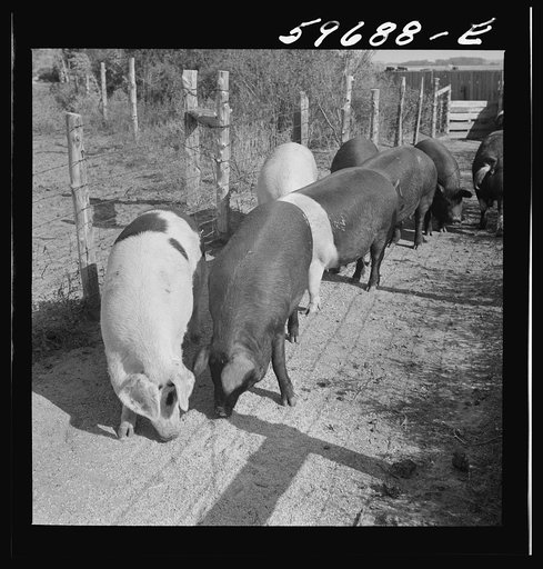 Untitled photo,  possibly related to: Hogs raised on Reed farm. Lexington, Nebraska