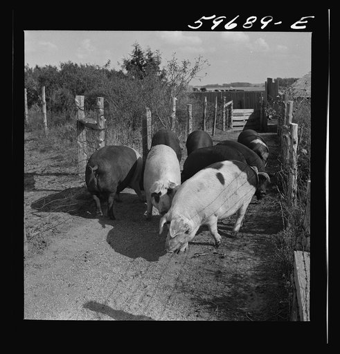 Hogs raised on Reed farm. Lexington, Nebraska