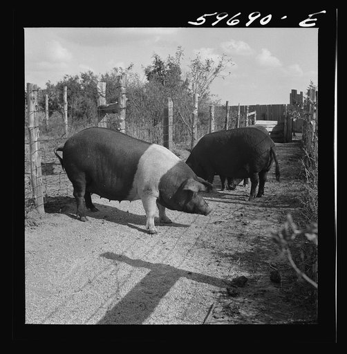 Hogs raised on Reed farm. Lexington, Nebraska