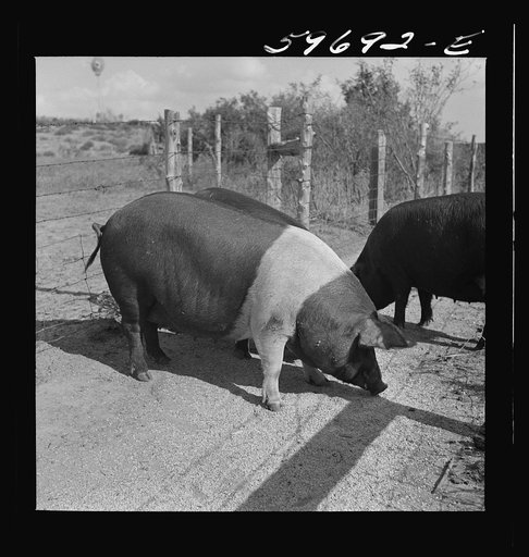 Untitled photo, possibly related to: Hogs raised on Reed farm. Lexington, Nebraska