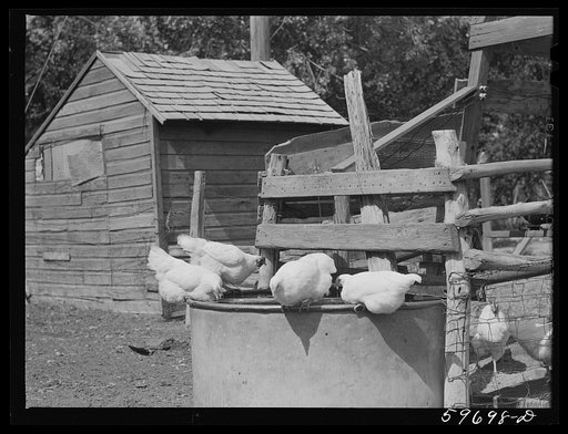 Chickens on A.E. Scott's farm northeast of Scottsbluff, Nebraska (see general caption number 1)