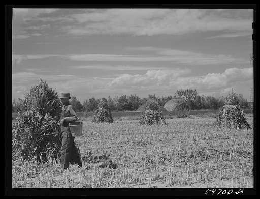Untitled photo, possibly related to: A.E. Scott and his son Charles tying up shocks of sorghum cane for livestock fodder on their farm northeast of Scottsbluff, Nebraska. See general caption number one