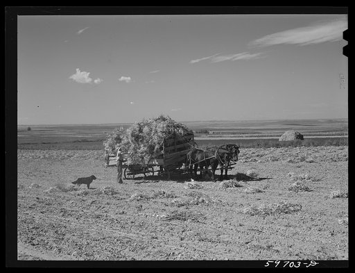 Gathering beans in Sandhill dry land area northeast of Scottsbluff, Nebraska (see general caption number 1)