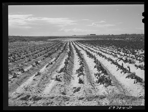 Poor potato crop in the dry land area in the Sandhills northeast of Scottsbluff, Nebraska (see general caption number 1)