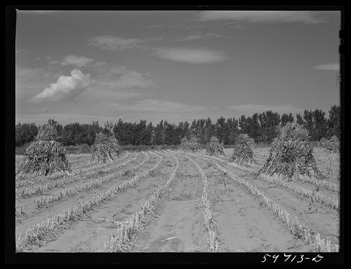 Shocks of sorghum cane for livestock on A.E. Scott's farm northeast of Scottsbluff, Nebraksa. See general caption number one