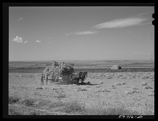 Untitled photo, possibly related to: Taking in the hay on Scottsbluff Farmsteads, FSA (Farm Security Administration) project. Scottsbluff, Nebraska