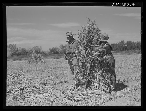 Untitled photo, possibly related to: A.E. Scott and his son Charles tying up shocks of sorghum cane for livestock fodder on their farm northeast of Scottsbluff, Nebraska. See general caption number one