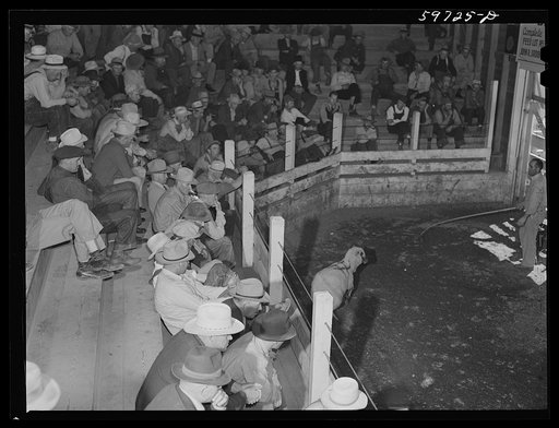 Untitled photo, possibly related to: Auction at Union Livestock Commission Company, Gering, Nebraska