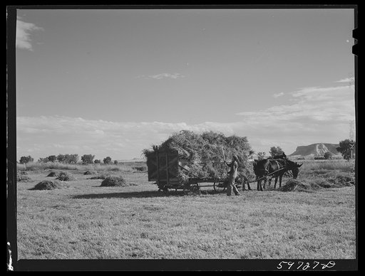 Taking in the hay on Scottsbluff Farmsteads, FSA (Farm Security Administration) project. Scottsbluff, Nebraska