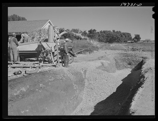Filling the trench silo on Scottsbluff Farmsteads FSA (Farm Security Administration) project. Scottsbluff, Nebraska