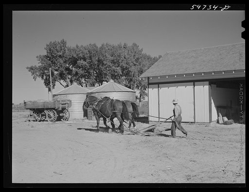 Team of work horses. Scottsbluff Farmsteads, FSA (Farm Security Administration) project. Nebraska