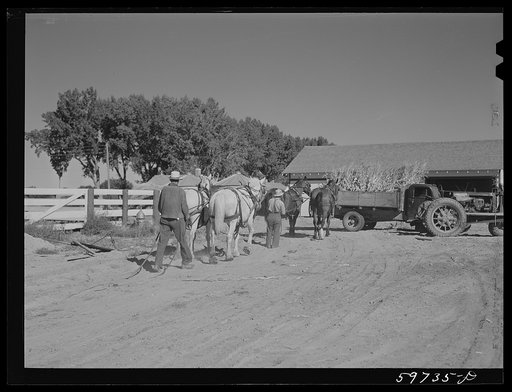Untitled photo, possibly related to: Team of work horses. Scottsbluff Farmsteads, FSA (Farm Security Administration) project. Nebraska