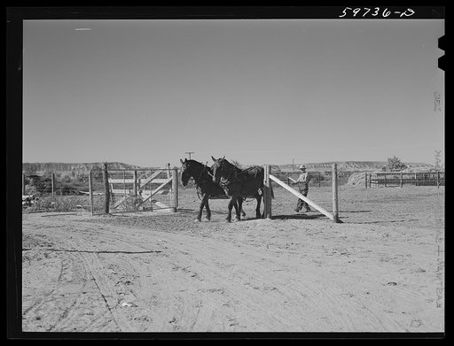 Team of work horses. Scottsbluff Farmsteads, FSA (Farm Security Administration) project. Nebraska