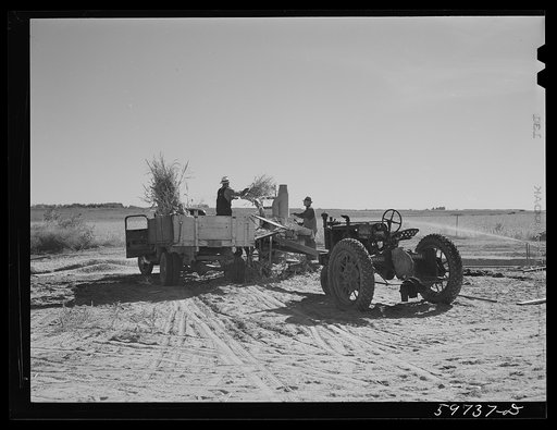 Scottsbluff homesteads, a FSA (Farm Security Administration) cooperative project in Nebraska. Filling the trench silo on the farm of Frank E. Hagemeister, treasurer of the cooperative