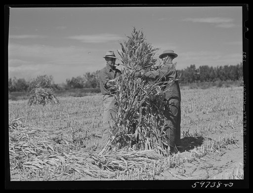 A.E. Scott and his son Charles tying up shocks of sorghum cane for livestock fodder on their farm northeast of Scottsbluff, Nebraska. See general caption number one