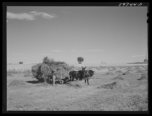 Untitled photo, possibly related to: Taking in the hay on Scottsbluff Farmsteads, FSA (Farm Security Administration) project. Scottsbluff, Nebraska