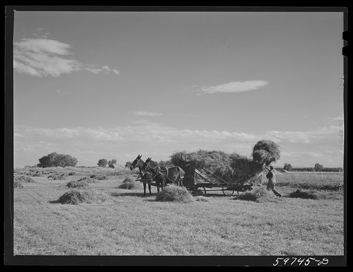 Taking in the hay on Scottsbluff Farmsteads, FSA (Farm Security Administration) project. Scottsbluff, Nebraska