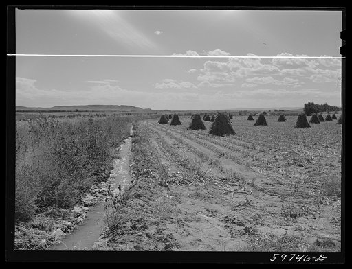 Shocks of sorghum cane for livestock on A.E. Scott farm northeast of Scottsbluff, Nebraska. (See general caption number one)