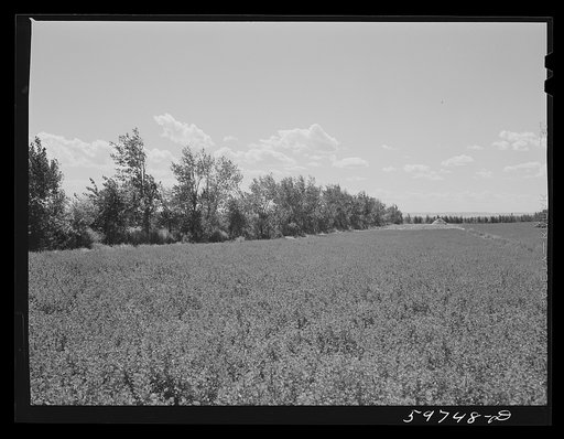 Trees planted for windbreak around field of alfalfa on A. E. Scott's farm northeast of Scottsbluff, Nebraska. See general caption number one