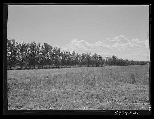 Trees planted for windbreak around field of alfalfa on A. E. Scott's farm northeast of Scottsbluff, Nebraska. See general caption number one