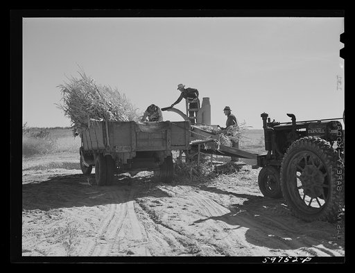 Filling the trench silo on Scottsbluff Farmsteads, FSA (Farm Security Administration) project. Scottsbluff, Nebraska