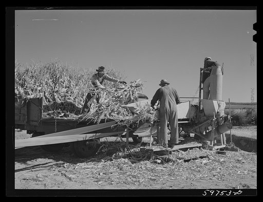 Filling the trench silo on Scottsbluff Farmsteads, FSA (Farm Security Administration) project. Scottsbluff, Nebraska
